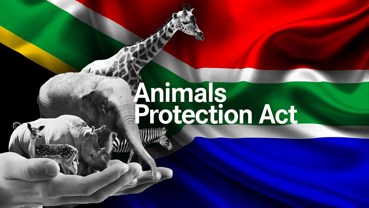 Have your say on the treatment of animals in Captivity | Dear South Africa