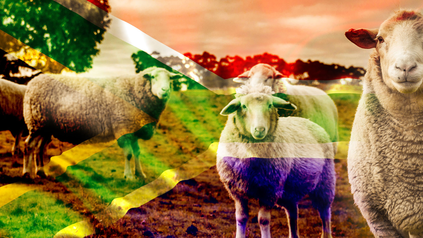 sheep-DearSA
